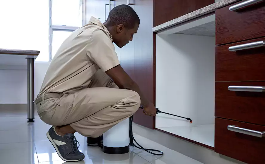 Top-Notch Pest Control in Lakewood