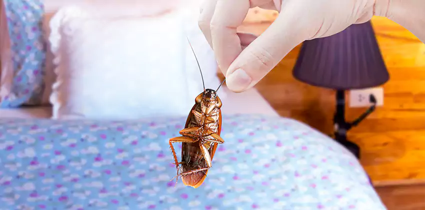 bed-bug-exterminator in Lakewood, CA