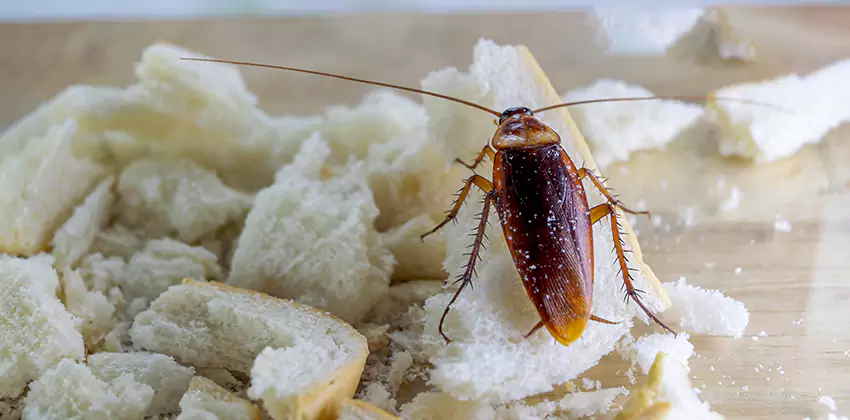 Cockroach Pest Control for Bedrooms in Lakewood, CA