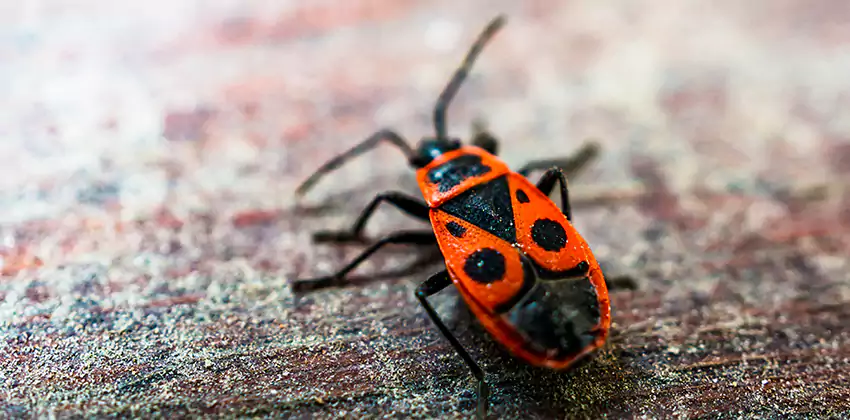 Flea Control for Humans Lakewood, CA