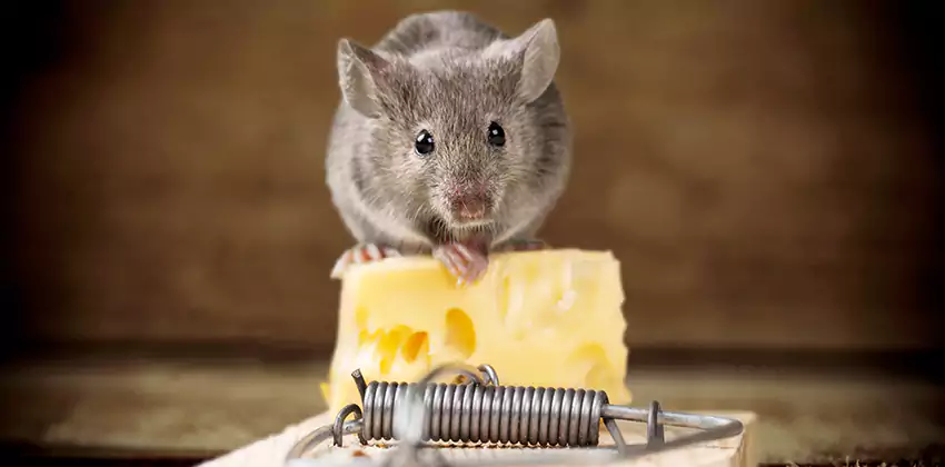 Mice Extermination for Bedrooms in Lakewood, CA