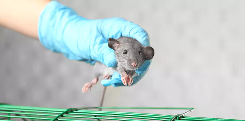 Rat Inspection for Bedrooms Lakewood, CA
