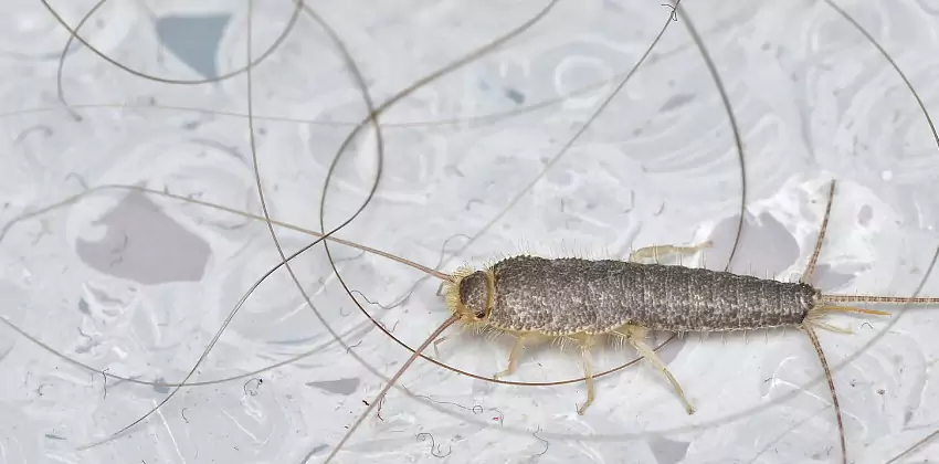Silverfish Control for Bedrooms Lakewood, CA