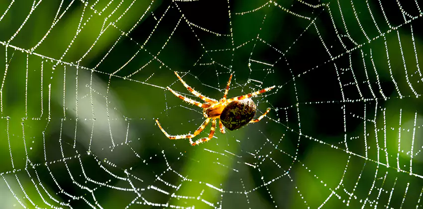 Organic and Chemical Spider Control Options Lakewood, CA