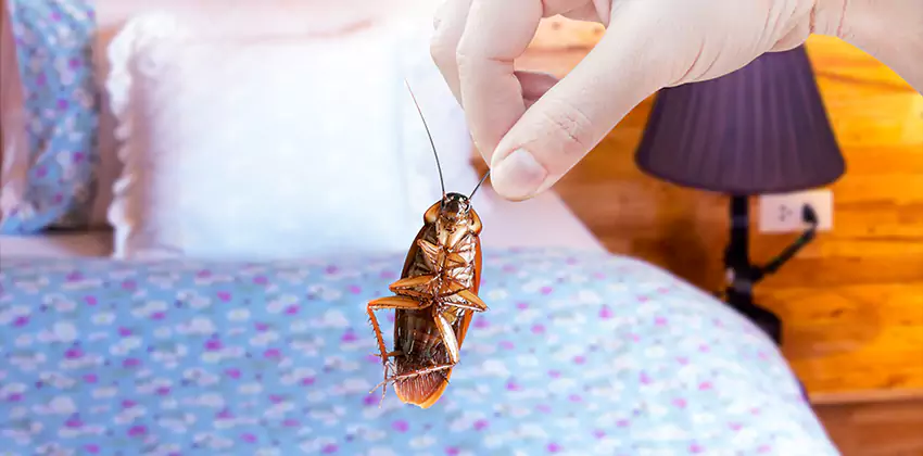 Thrips Treatment for Bedrooms Lakewood, CA