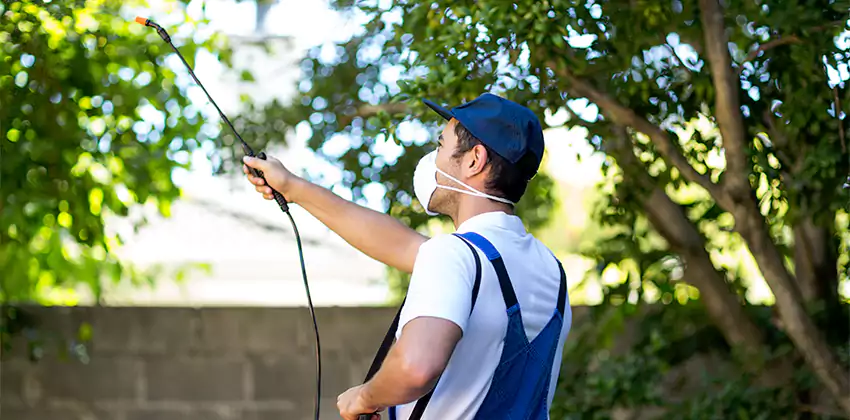 Wasp Control for Bedrooms Lakewood, CA
