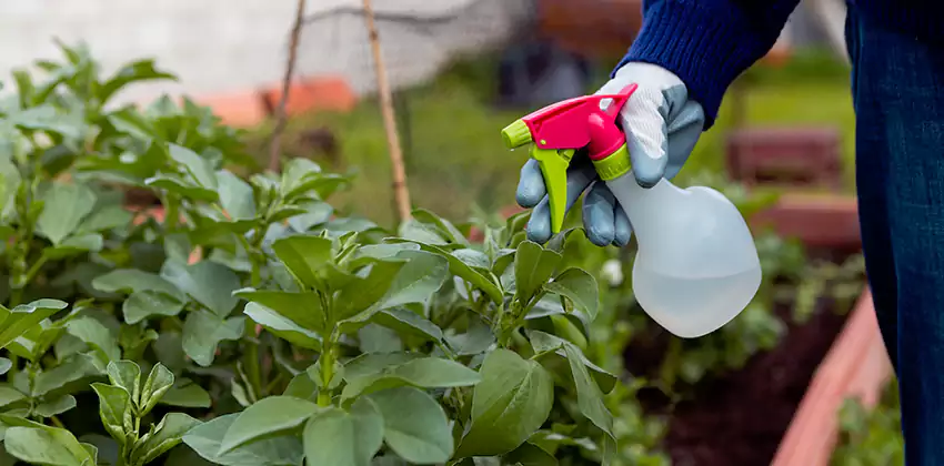 Whitefly Treatment for Bedrooms Lakewood, CA