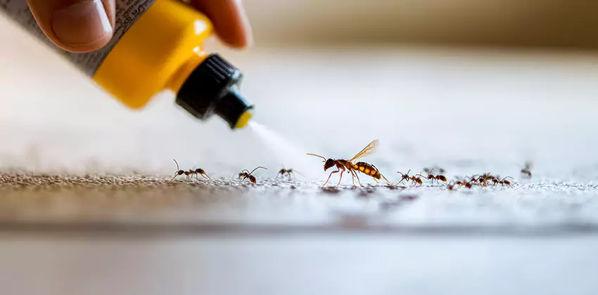 cockroach-pest-control in Lakewood, CA