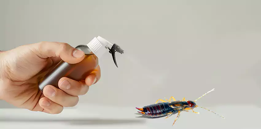 earwig-control in Lakewood, CA