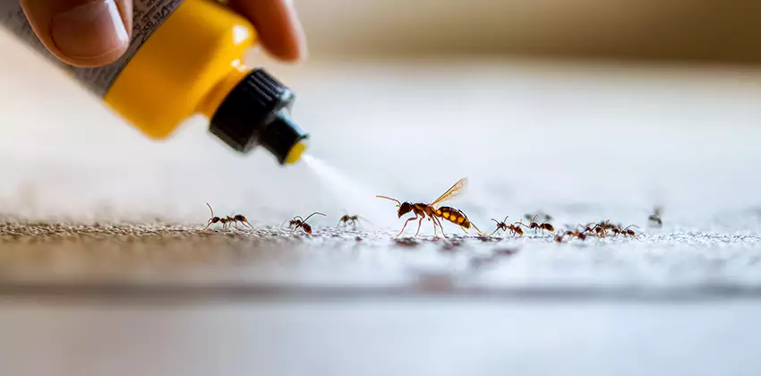 emergency-exterminator in Lakewood, CA