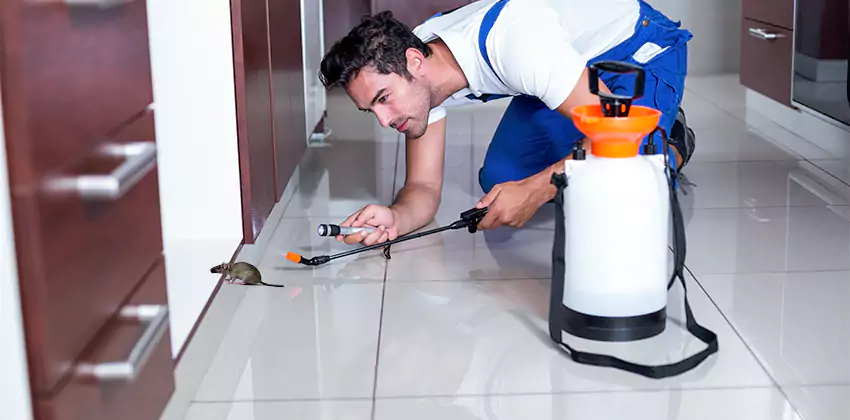 rat-inspection in Lakewood, CA