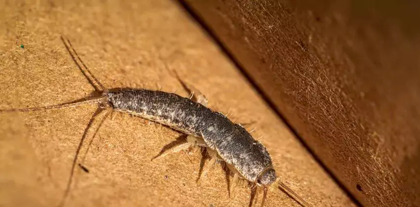 silverfish-control in Lakewood, CA