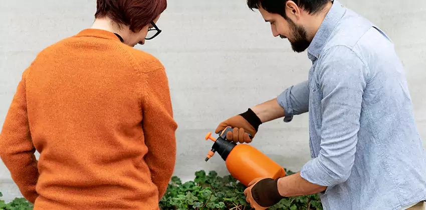 whitefly-treatment in Lakewood, CA