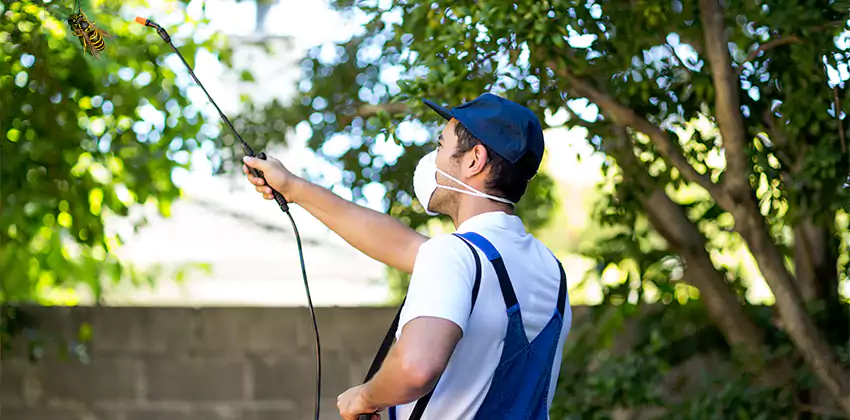 yellow-jacket-exterminator in Lakewood, CA