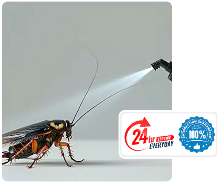 About Cockroach Pest Control Lakewood