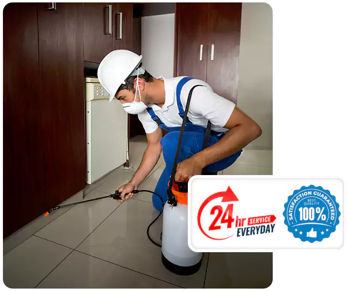 About Termite Treatment Lakewood