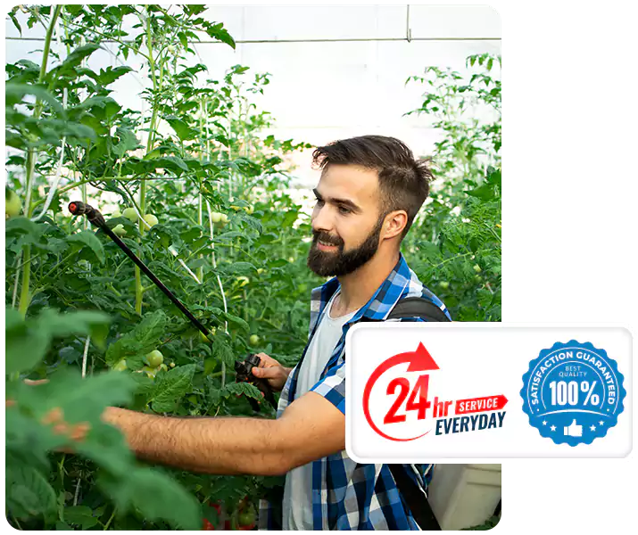 About Whitefly Treatment Lakewood